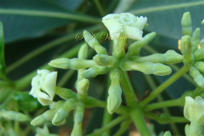  Flowers
